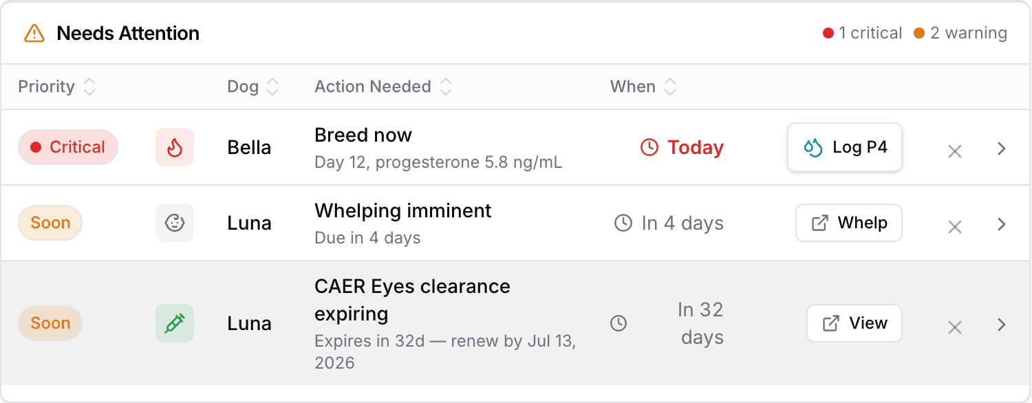 BreedTracker needs-attention queue: critical breed-now alert for Bella at day 12 with progesterone 5.8 ng/mL, whelping imminent for Luna in 4 days, and a CAER eye clearance expiring in 32 days