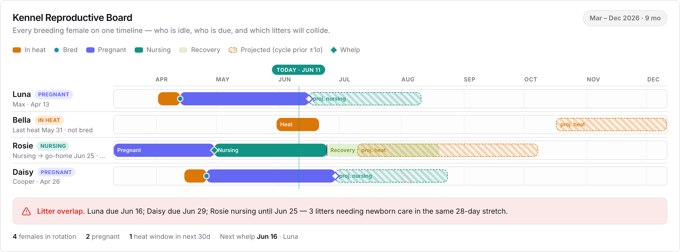 BreedTracker kennel reproductive board: every breeding female on one timeline, Luna pregnant, Bella in heat, Rosie nursing, Daisy pregnant, with projected heats and a litter-overlap warning