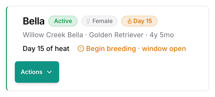 The top of a dog's page: the name, the status and sex badges, the day of the heat, and the Actions button.
