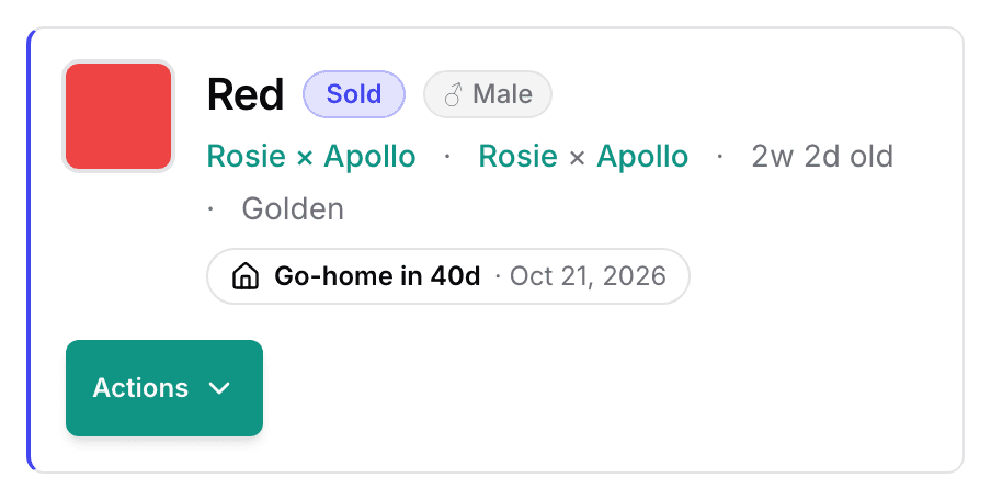 The top of a sold puppy's page: its collar, the Sold badge, the litter and parents, and the go-home badge counting down.