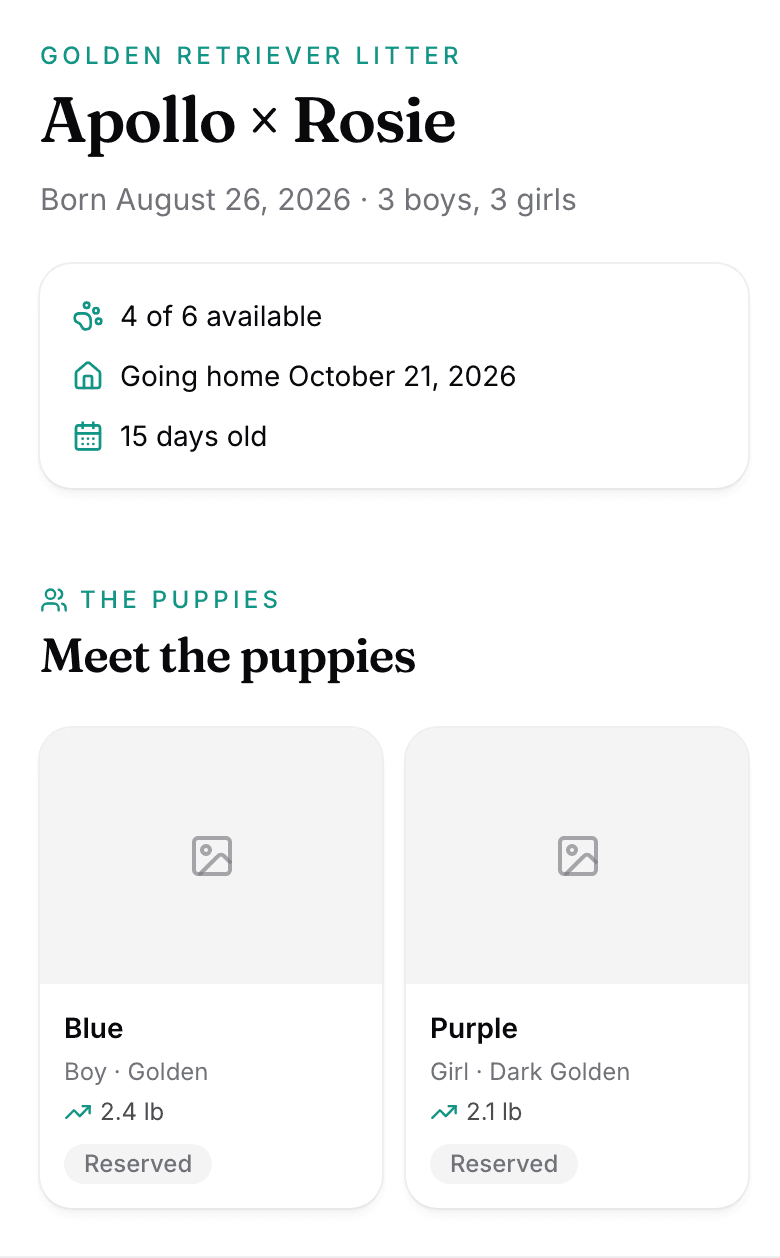 The top of a public litter page: the litter's name, how many are available, the go-home date, the age, and the first puppies.