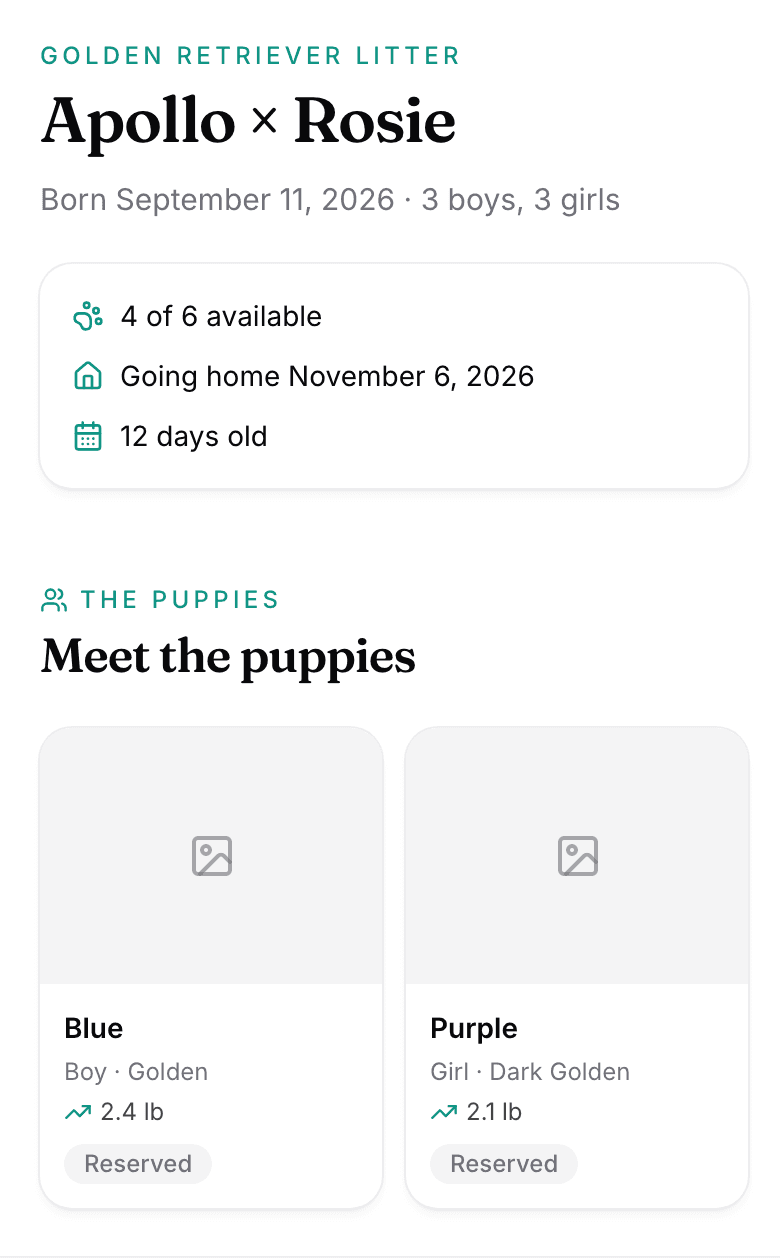 The top of a public litter page: the litter's name, how many are available, the go-home date, the age, and the first puppies.
